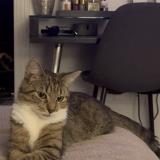 Foto del gato perdido en Montreal Ahunstic