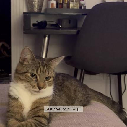 Foto 1/1 Mimi Chat perdido en Montreal ahunstic