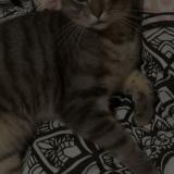 Foto del gato perdido en Villeneuve D Ascq