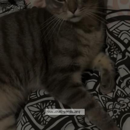 Foto 1/1 Olaf Chat perdido en Villeneuve d ascq