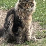 Foto del gato perdido en Saint Mathurin