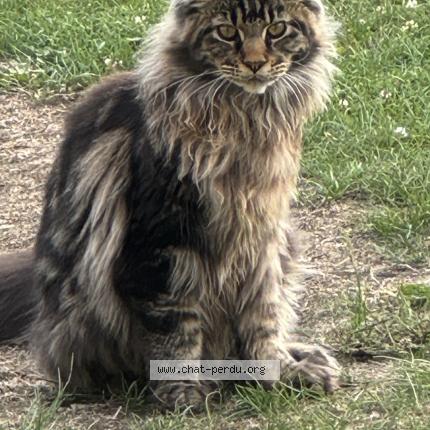 Foto 1/1 Puma Chat perdido en Saint mathurin