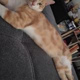 Foto del gato perdido en Leguevin Occitanie