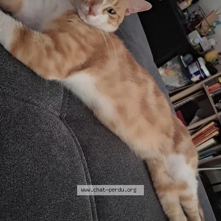 Foto 1/1 Youpi Chat perdido en Leguevin occitanie