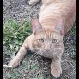 Foto del gato perdido en Angers