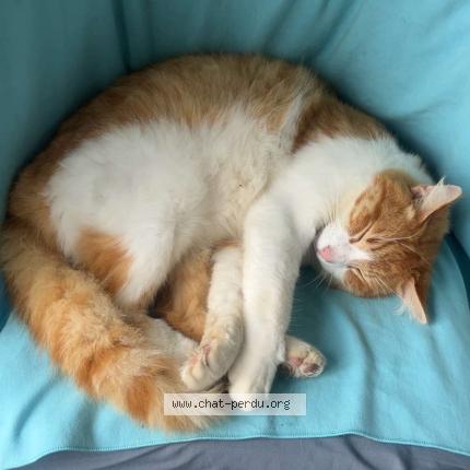 Foto 1/1 Cookie Chat perdido en Saint venant