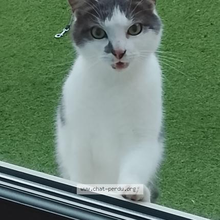 Foto 1/1 Gato encontrado Encontrado en Dunkerque