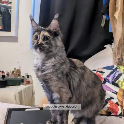 Foto 1/1 Gato encontrado Encontrado en Nimes