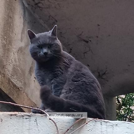 Foto 1/1 Gato encontrado Encontrado en Marseille