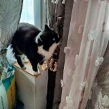 Foto del gato perdido en La Chapelle Thecle