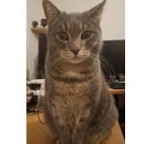 Foto del gato perdido en Aubiere