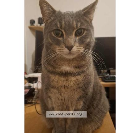 Foto 1/1 Grigri Chat perdido en Aubiere