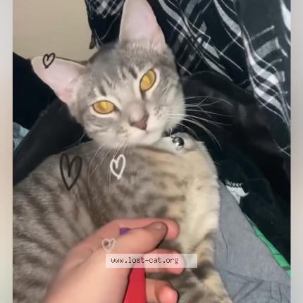 Foto 1/1 Slavika Chat perdido en Renton