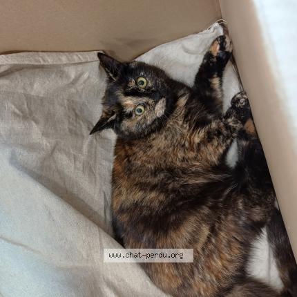 Foto 1/1 Gato encontrado Encontrado en Clermont ferrand