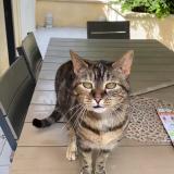 Foto del gato perdido en Corbeilles En Gratinais