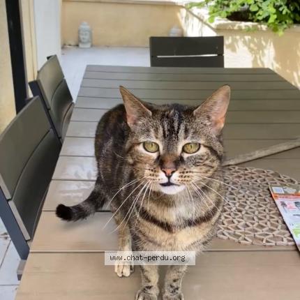 Foto 1/1 Joy Chat perdido en Corbeilles en gratinais