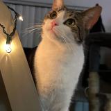 Foto del gato perdido en Phoenix