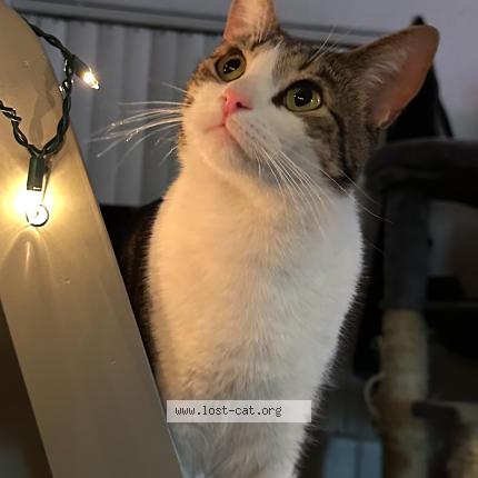 Foto 1/1 JJ Chat perdido en Phoenix