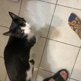 Foto de gato encontrado en Grabels