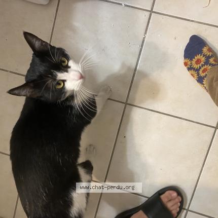 Foto 1/1 Gato encontrado Encontrado en Grabels