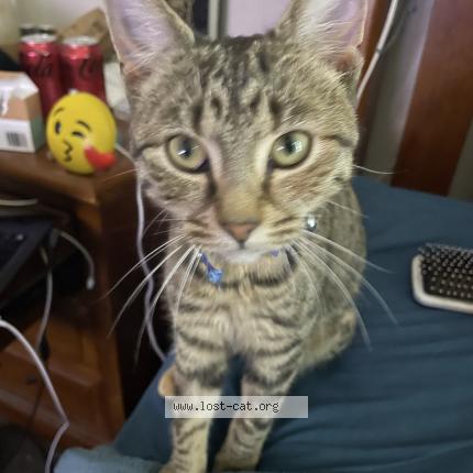 Foto 1/1 Olivia Chat perdido en Clarkson