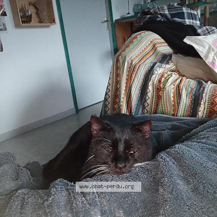 Foto 1/1 Elenterio Ren&eacute; Chat perdido en Magescq