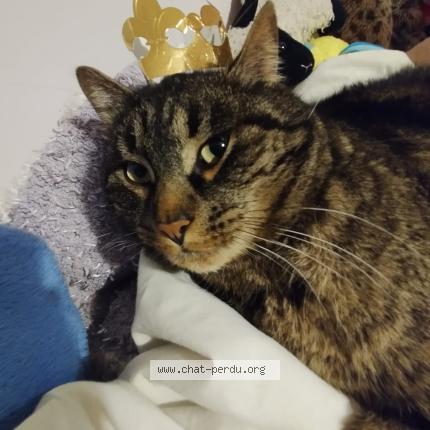 Foto 1/1 STITCH Chat perdido en Montcabrier