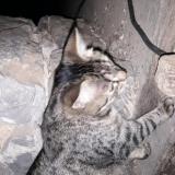 Foto del gato perdido en Epineux Le Seguin