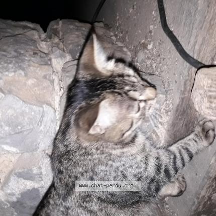 Foto 1/1 Suzi Chat perdido en Epineux le seguin
