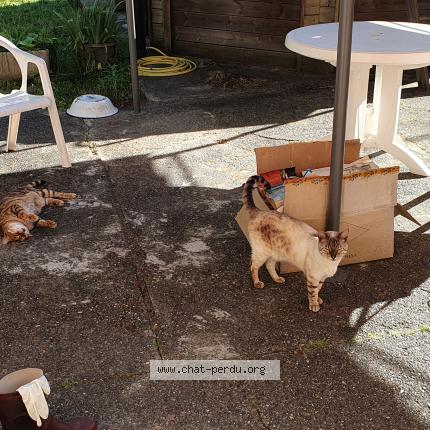 Foto 1/1 Milky Chat perdido en Lesperon