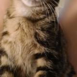 Foto del gato perdido en Sainte Savine