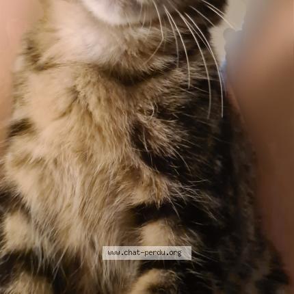 Foto 1/1 Romeo Chat perdido en Sainte savine