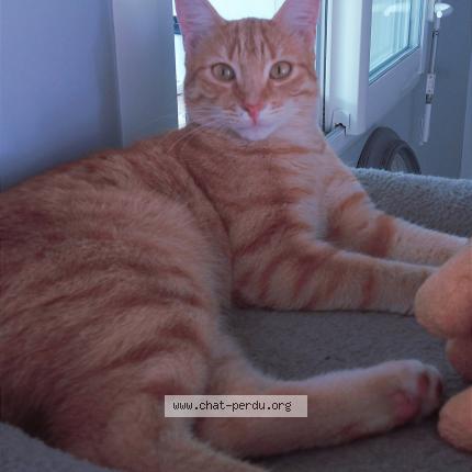 Foto 1/1 Simba Chat perdido en Aubigny