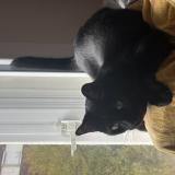 Foto del gato perdido en Rennes