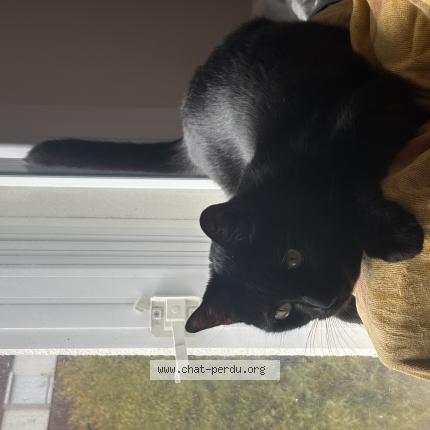 Foto 1/1 Shipper Chat perdido en Rennes