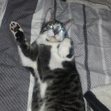 Foto del gato perdido en Ris Orangis