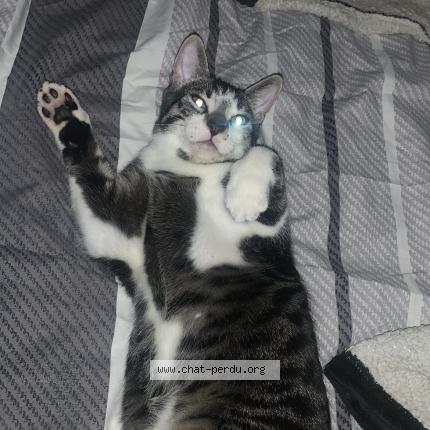 Foto 1/1 Timi Chat perdido en Ris orangis