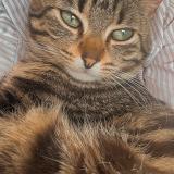 Foto del gato perdido en Saint Martin Des Champs