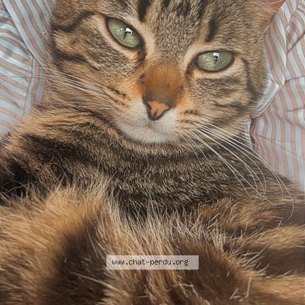 Foto 1/1 Venom Chat perdido en Saint martin des champs