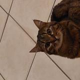 Foto del gato perdido en Champignelles