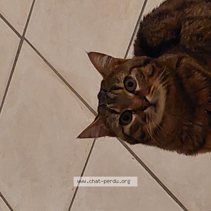 Foto 1/1 San Chat perdido en Champignelles