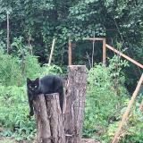 Foto del gato perdido en Steinsoultz