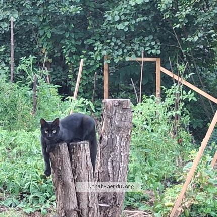 Foto 1/1 Jack Chat perdido en Steinsoultz