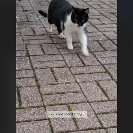 Foto 1/1 Gato encontrado Encontrado en Cambrai