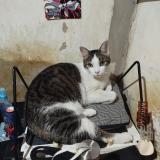 Foto de gato encontrado en Villa Santa Rita