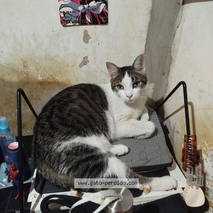 Foto 1/1 Gato encontrado Encontrado en Villa santa rita