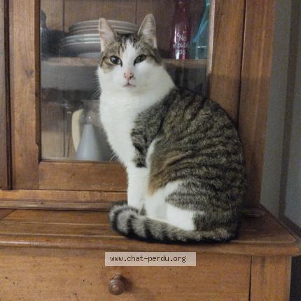 Foto 1/1 Grigri Chat perdido en Odos