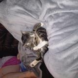 Foto del gato perdido en Haccourt