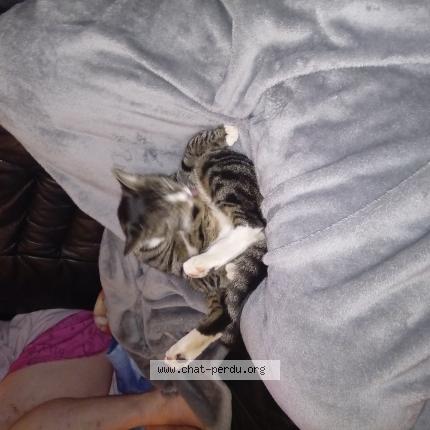 Foto 1/1 Garou Chat perdido en Haccourt