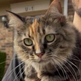 Foto del gato perdido en Plano